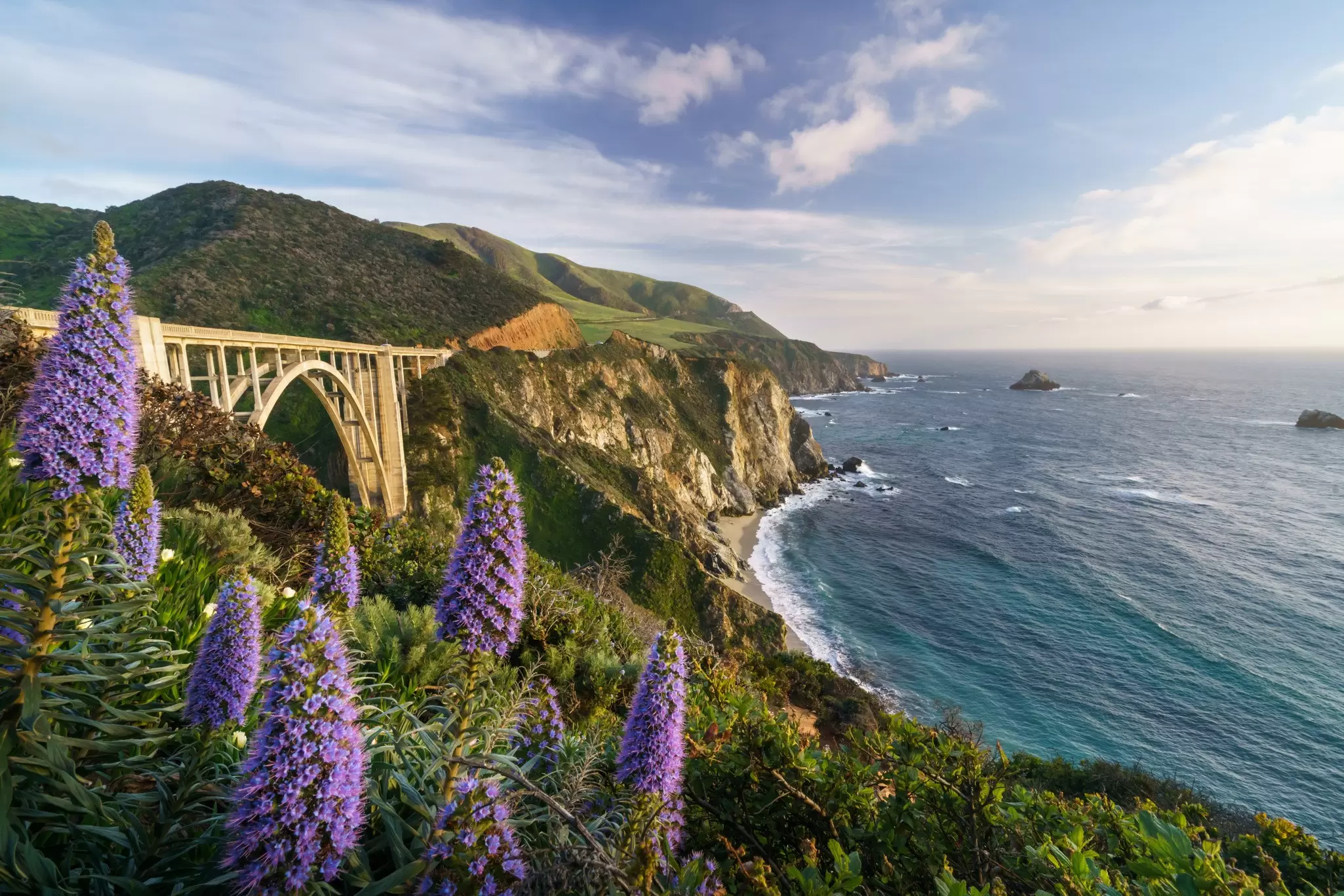 Flowers in bloom along Hwy 1, Big Sur. Phitha Tanpairoj/Shutterstock