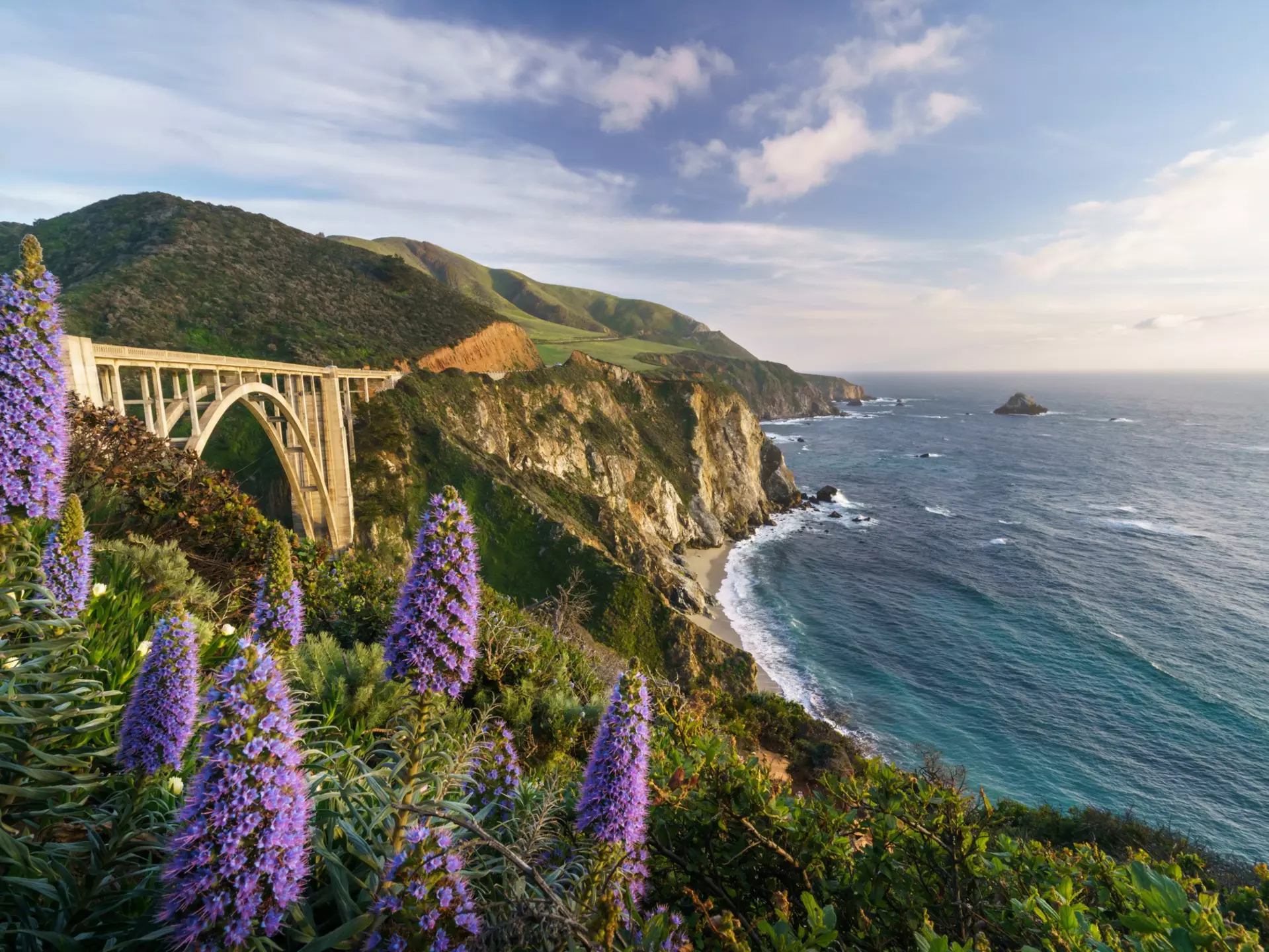 Flowers in bloom along Hwy 1, Big Sur. Phitha Tanpairoj/Shutterstock