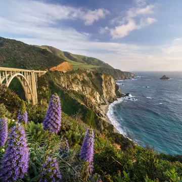 Flowers in bloom along Hwy 1, Big Sur. Phitha Tanpairoj/Shutterstock