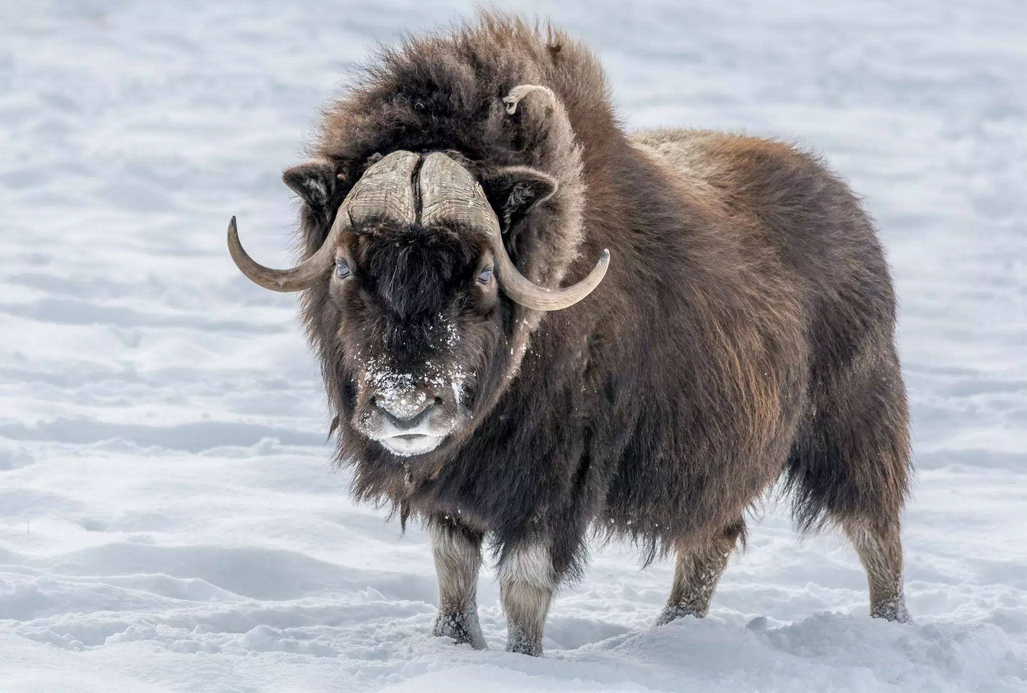 A musk ox in the frozen wastes of Nunavut, Canada.