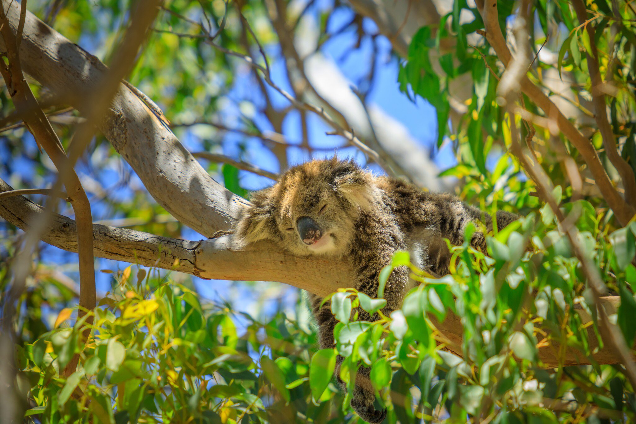 Closeup of koala, Phascolarctos cinereus, sleeping on a tree of eucalyptus. Wild Koala outdoor in the wilderness. Yanchep National Park in Western Australia., License Type: media, Download Time: 2026-04-13T11:03:56.000Z, User: claramonitto, Editorial: false, purchase_order: 56530 - Guidebooks, job: WIP Global Publishing, client: Australia 23, other: Clara Monitto