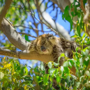 Closeup of koala, Phascolarctos cinereus, sleeping on a tree of eucalyptus. Wild Koala outdoor in the wilderness. Yanchep National Park in Western Australia., License Type: media, Download Time: 2026-04-13T11:03:56.000Z, User: claramonitto, Editorial: false, purchase_order: 56530 - Guidebooks, job: WIP Global Publishing, client: Australia 23, other: Clara Monitto