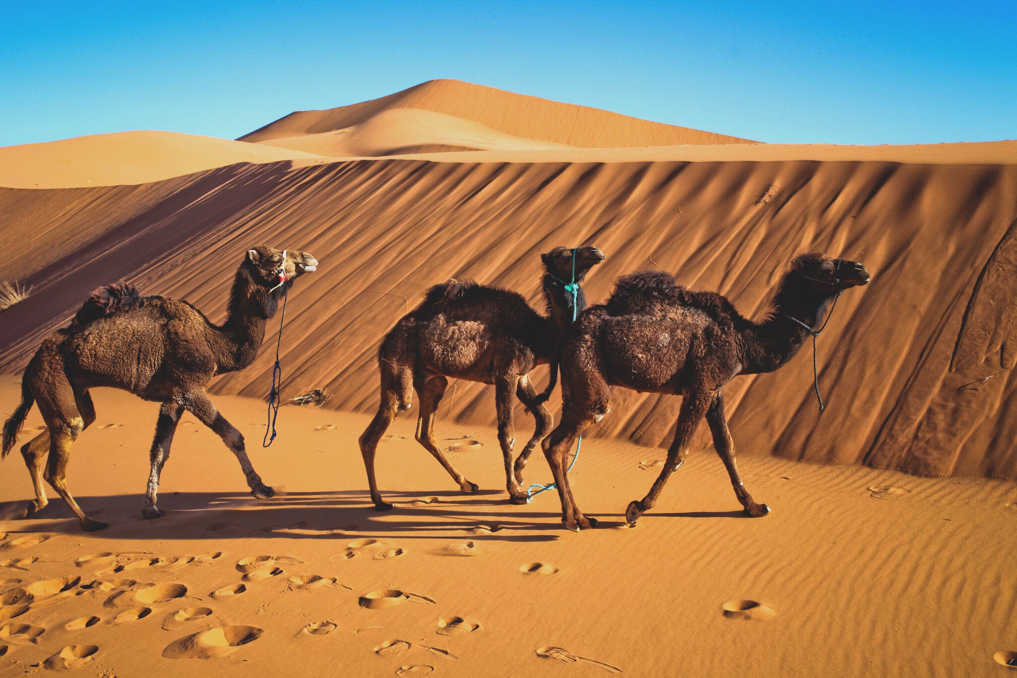 Camels