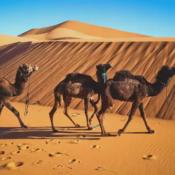 Camels