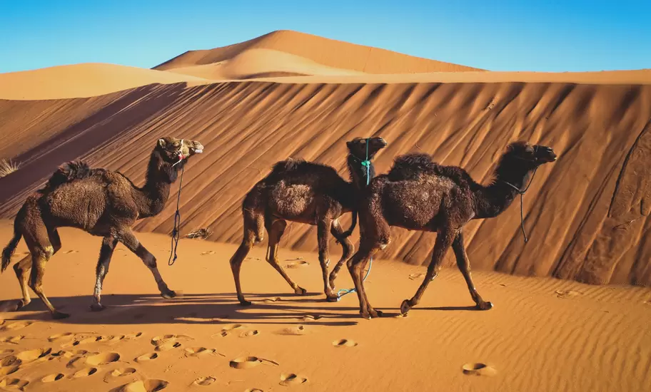 Camels