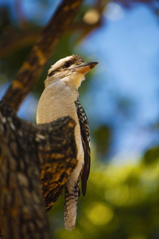 Kookaburra sitting in a tree in Magnetic Island, Australia.