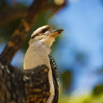 Kookaburra sitting in a tree in Magnetic Island, Australia.