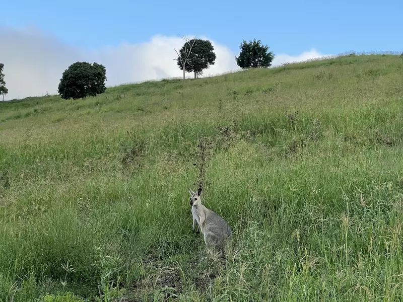 Jessica Lockhart's trip to Lamington National Park