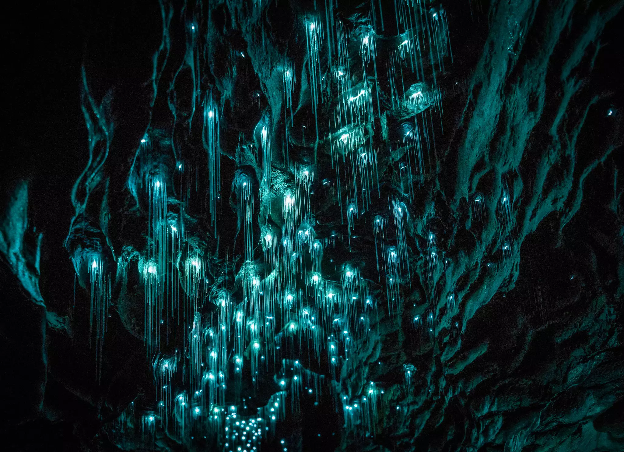 The glowworms of Waitomo Caves are a hit with kids and adults alike ©Shaun Jeffers/Shutterstock
