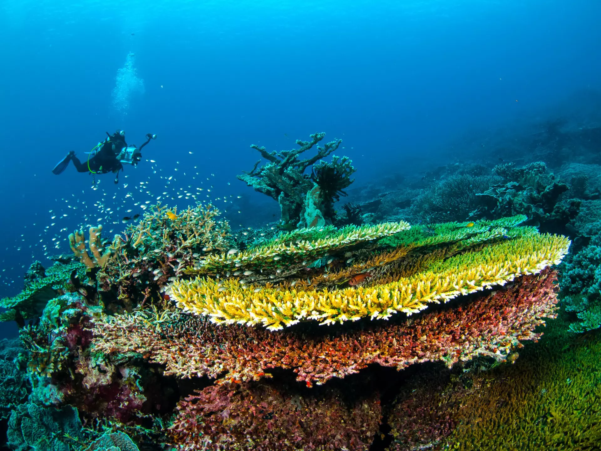 Plate corals in the Banda Islands in Indonesia. fenkieandreas/Shutterstock