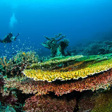 Plate corals in the Banda Islands in Indonesia. fenkieandreas/Shutterstock