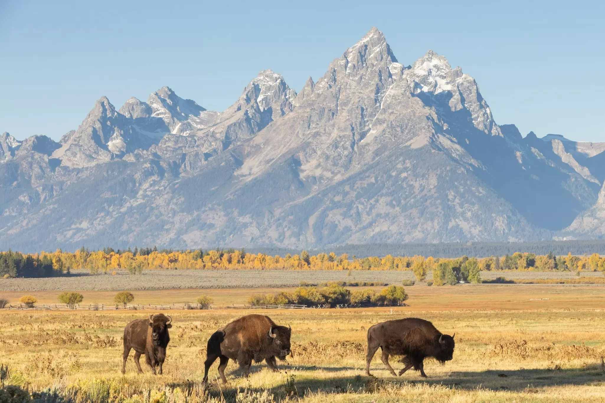 A herd of bison grazes in a golden field with large triangular, rocky mountains in the distance.