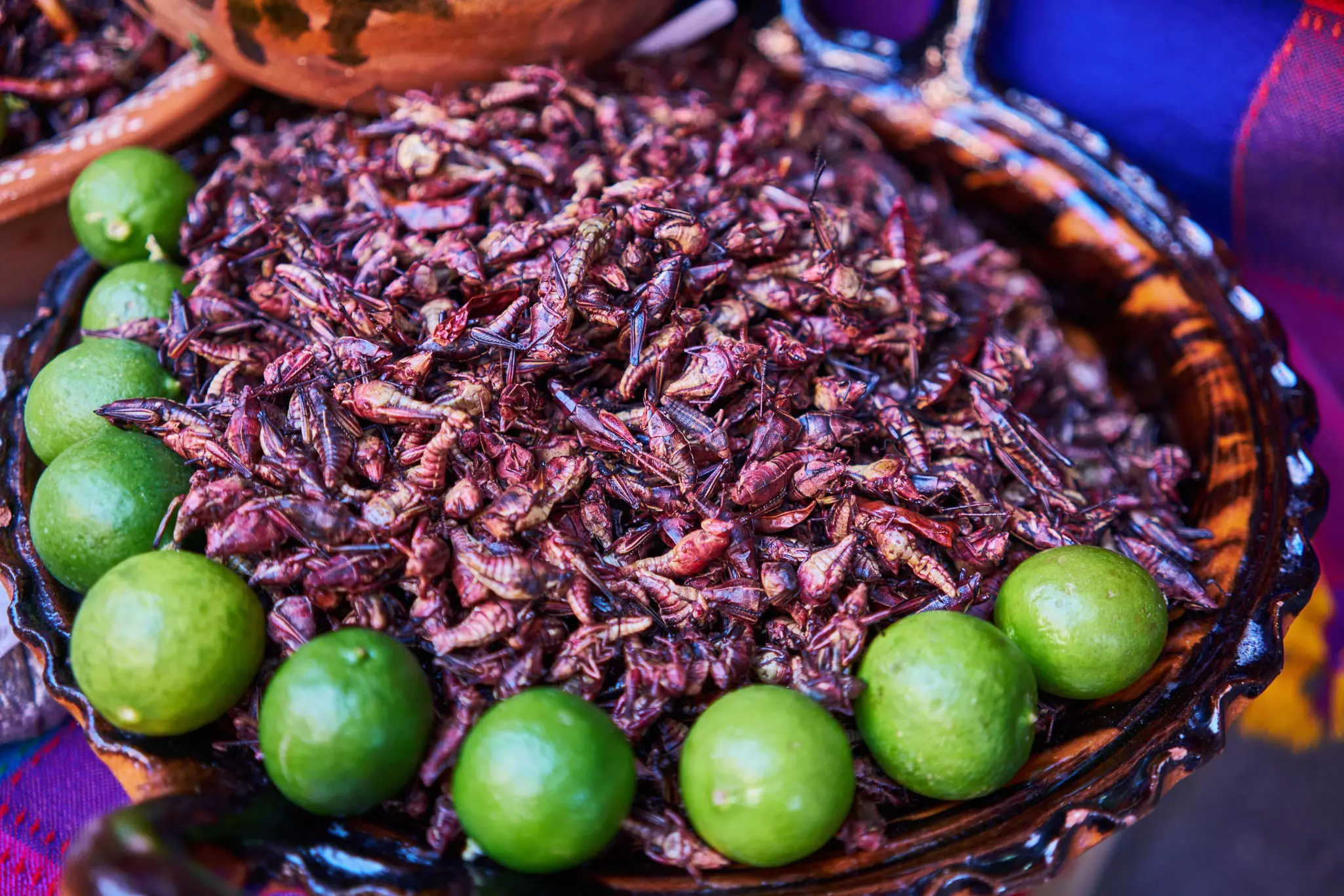 Eatable grasshoppers with limes in a bowl: chapulin mexican food,