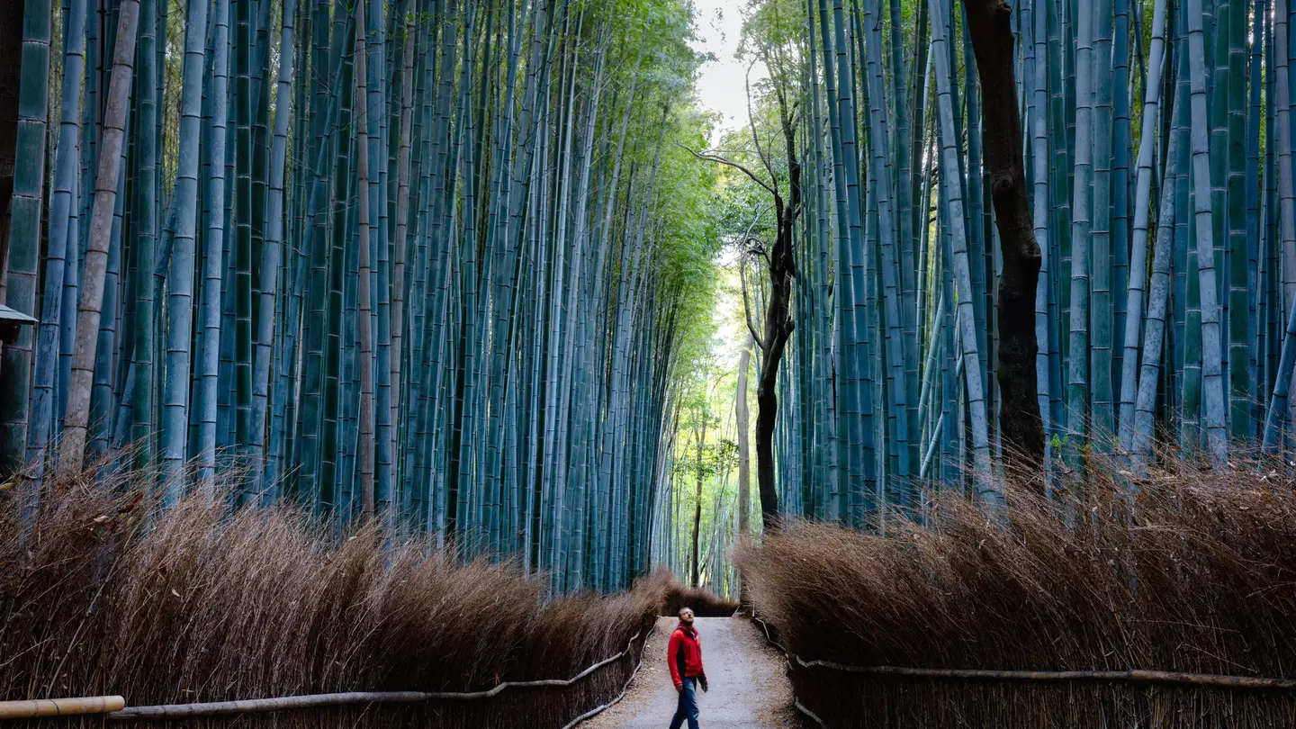 Man standing in a towering bamboo forest near Kyoto, Japan