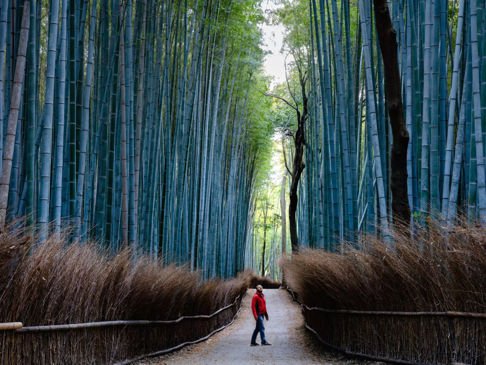 Man standing in a towering bamboo forest near Kyoto, Japan