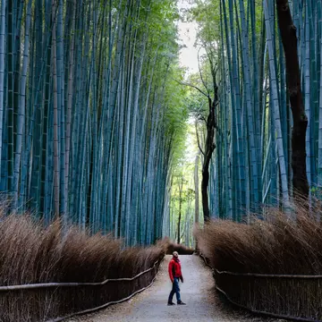 Man standing in a towering bamboo forest near Kyoto, Japan