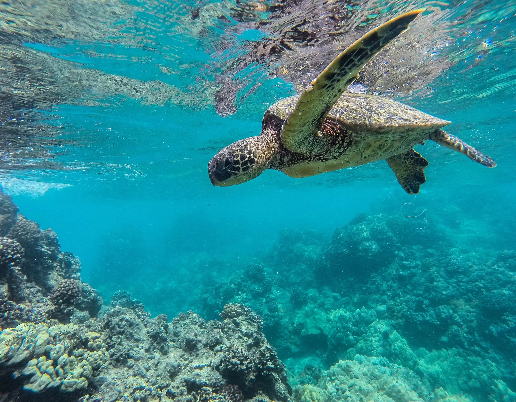 A Hawaiian green sea turtle swimming over a reef © OverboardDadPhotography / Getty Images