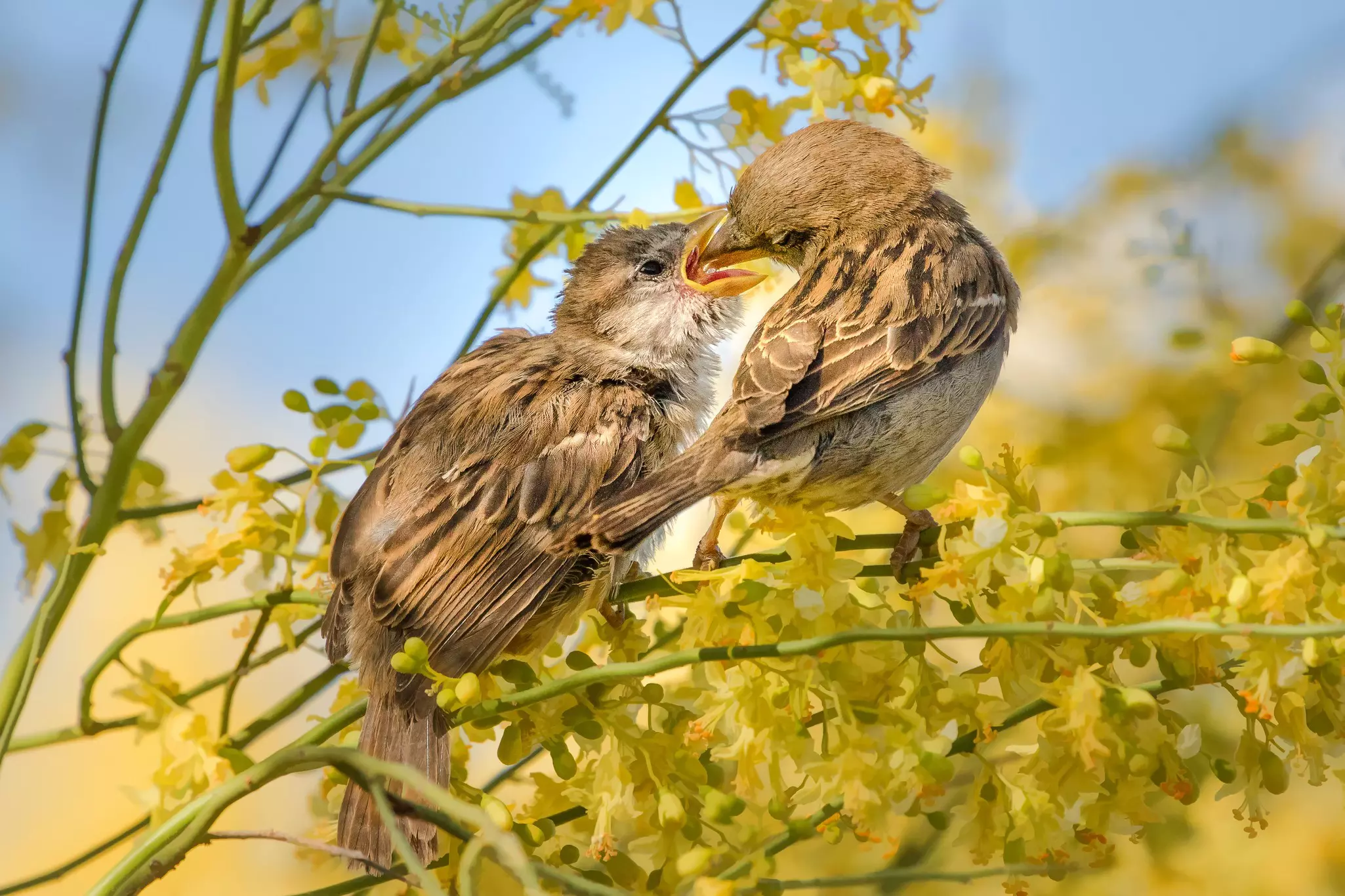A parent feeding its young in Saguaro National Park, Arizona © Alice Cahill / Getty Images