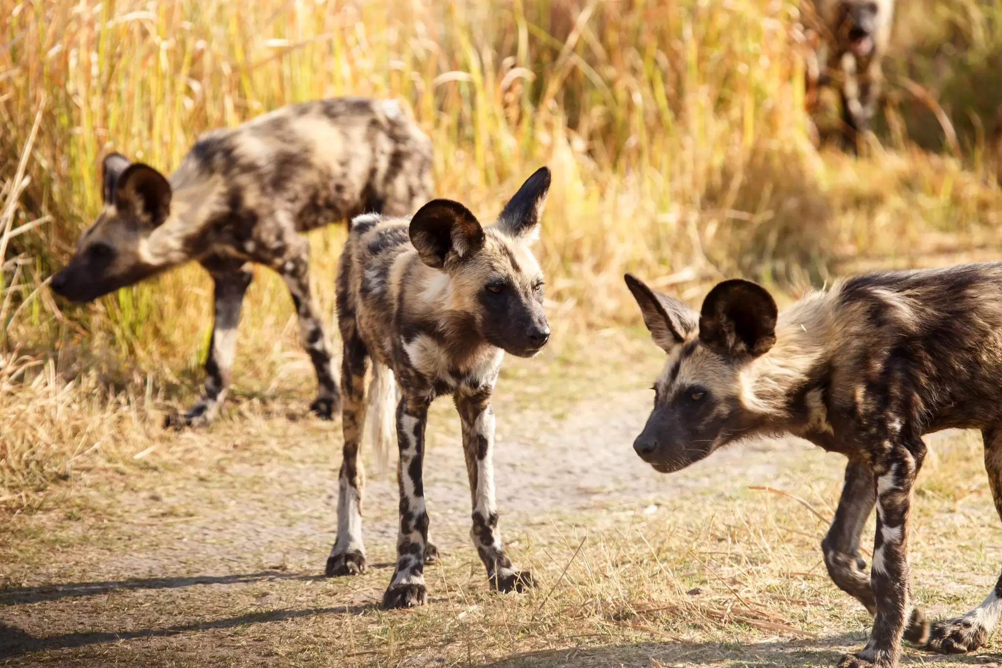 A group of dog-like creatures with patterned fur and large ears in Moremi National Park, Botswana: African wild dogs.