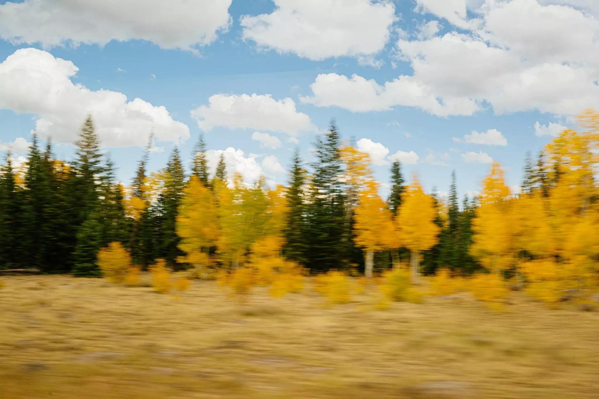 Aspen trees, Utah. September 2025.