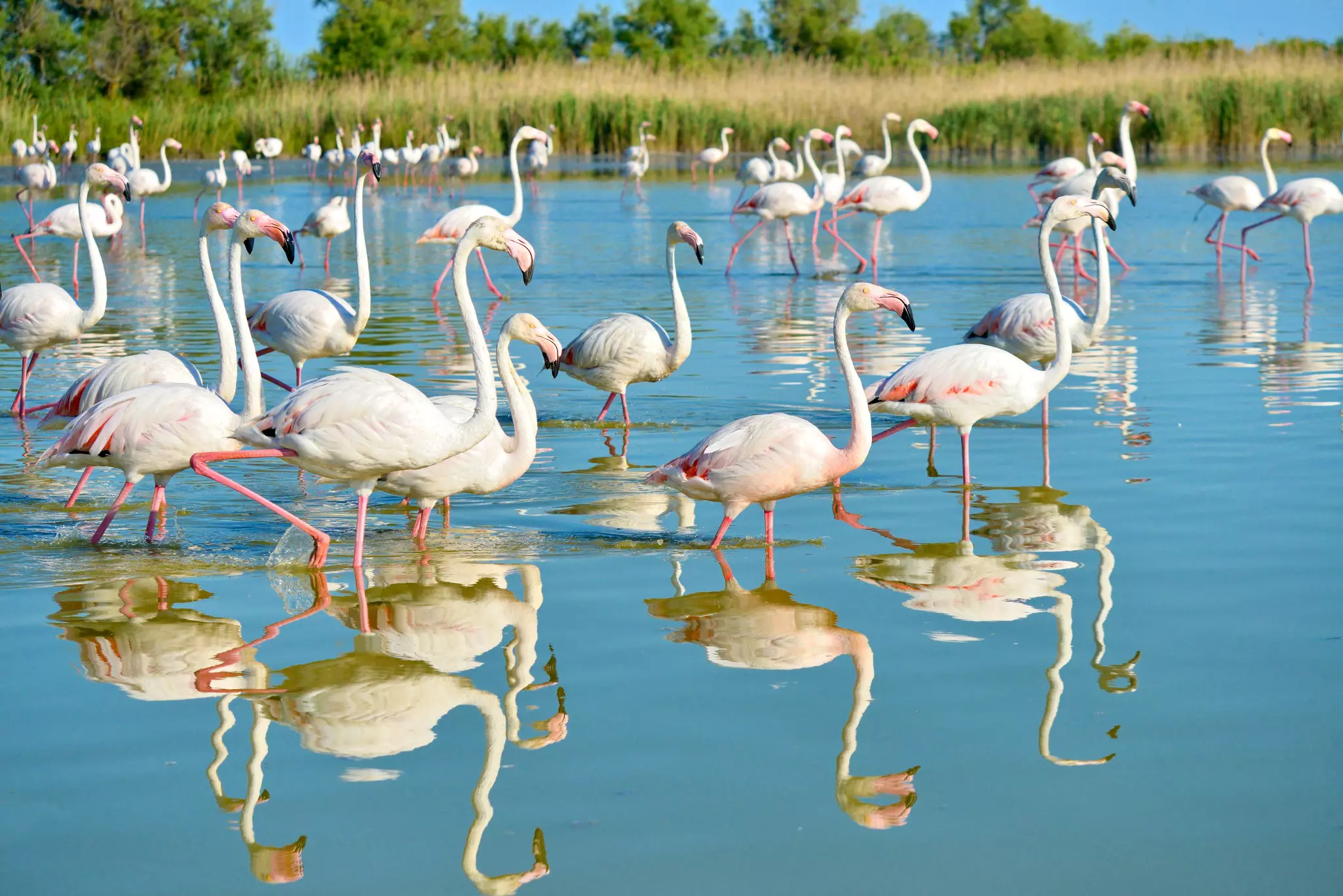 Group of flamingos (Phoenicopterus ruber) walking in water in the Camargue, south of Arles, France.