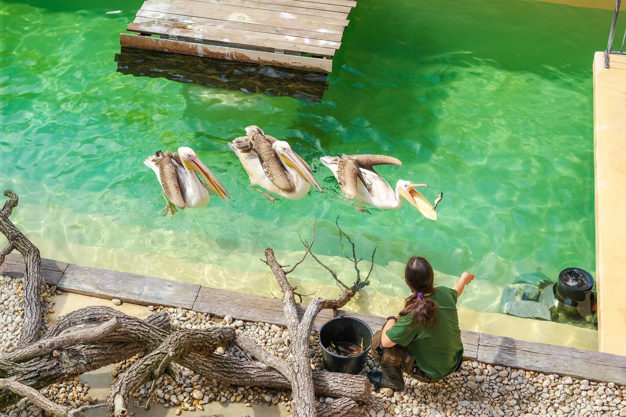 Brno, Czech Republic. Overhead view of a zoo employee feeds three pelicans with fish during live biology lessons for children.