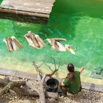 Brno, Czech Republic. Overhead view of a zoo employee feeds three pelicans with fish during live biology lessons for children.