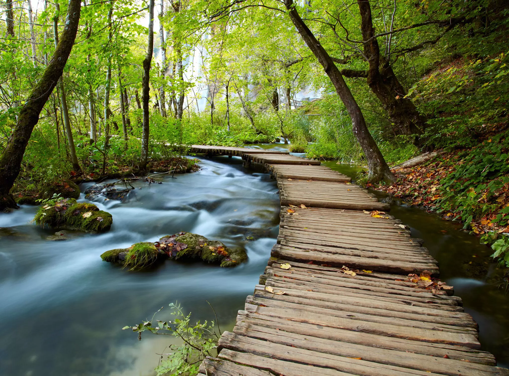 A boardwalk passes by a flowing stream in a wooded area