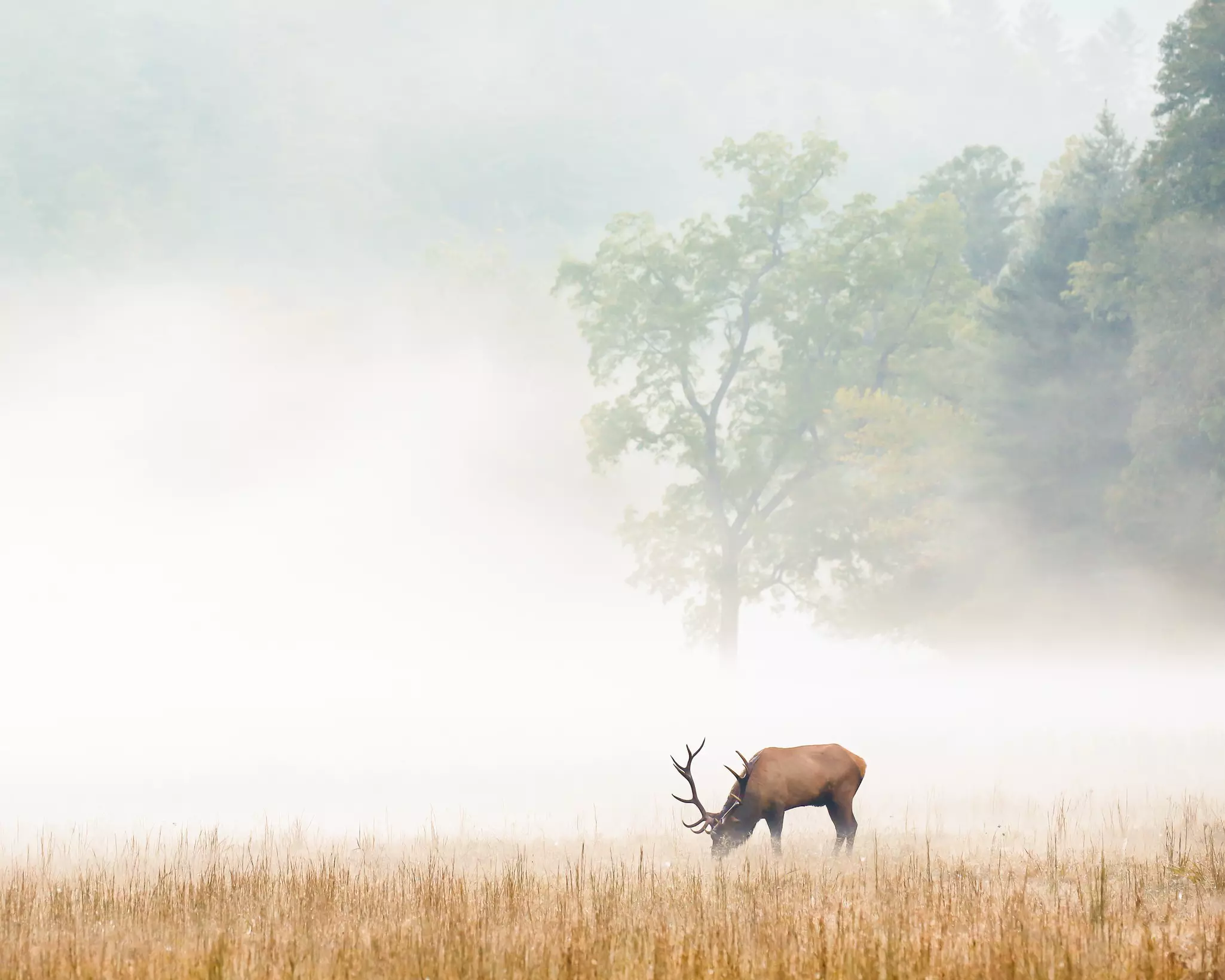 Smoky Mountain Elk