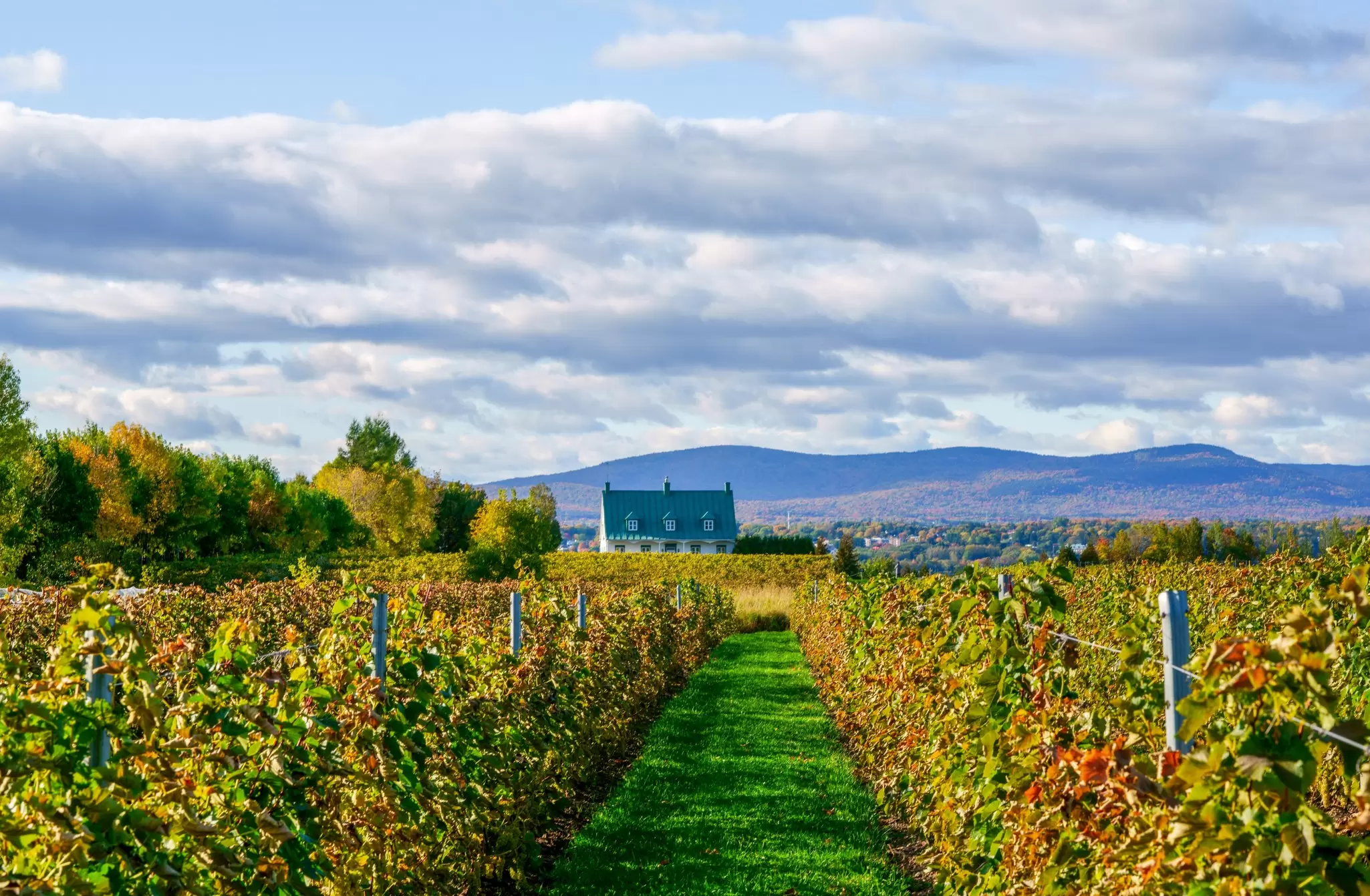 A view of a house surrounded by vineyards showing fall foliage in the Cantons de l’Est region of Québec, Canada.
