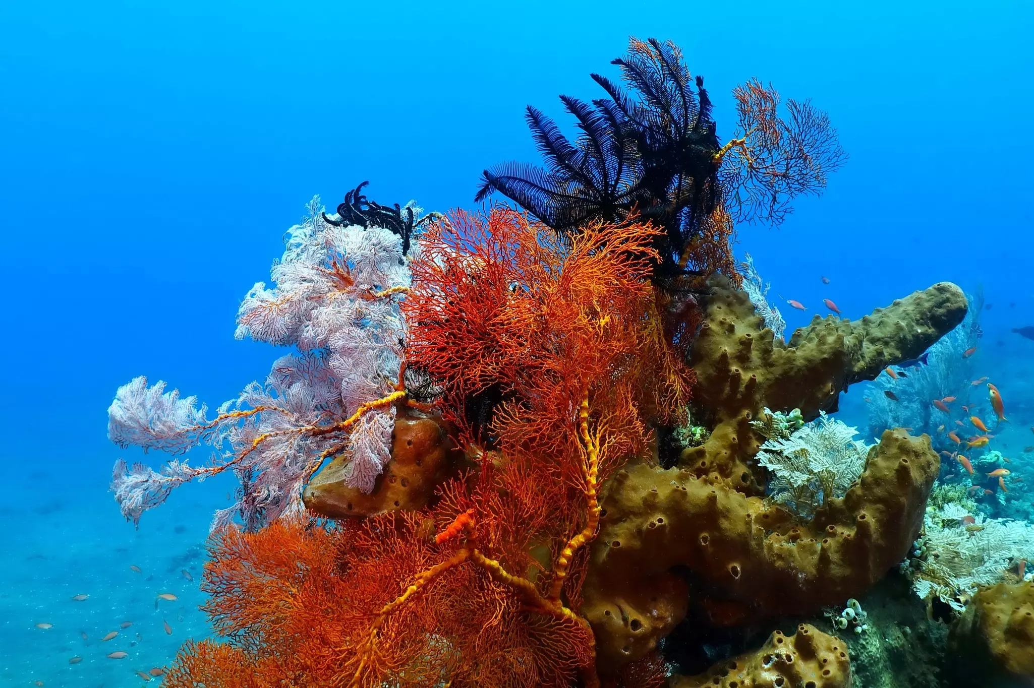 Fiji-Diving_soft-coral.jpg