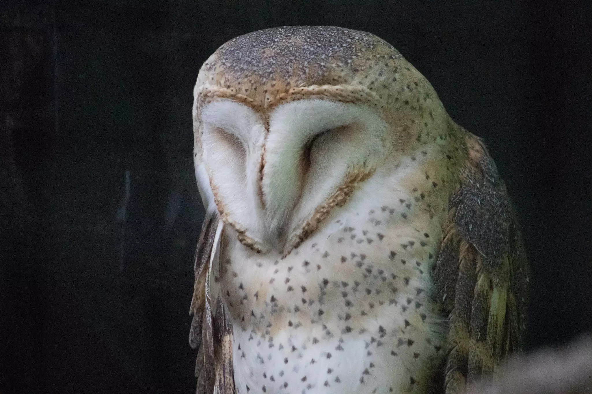 A white-feathered barn owl closes its eyes.