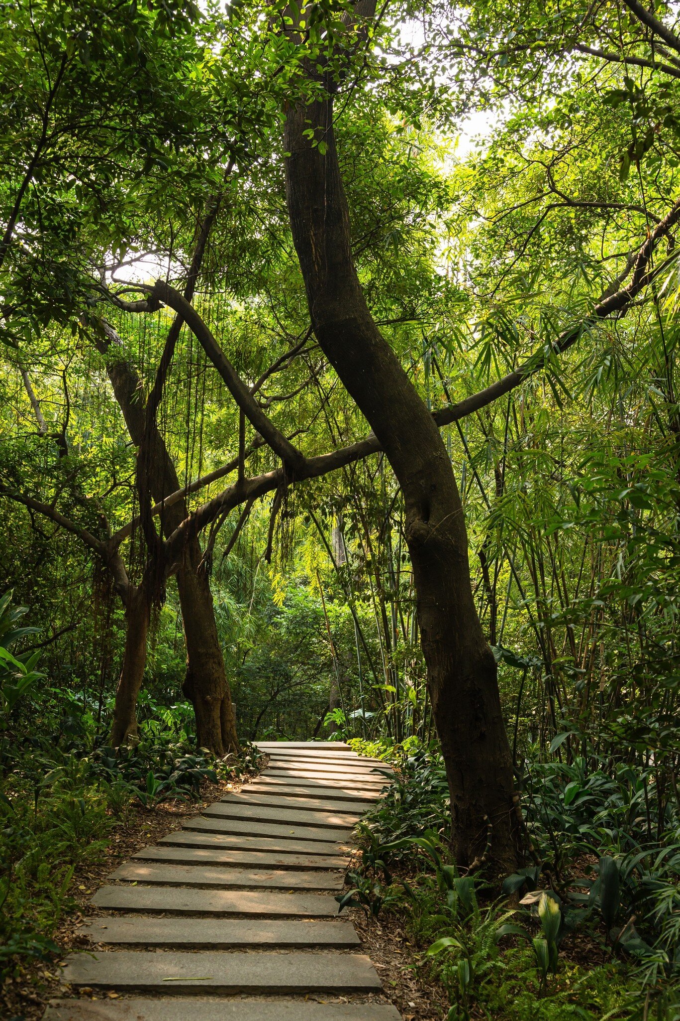 Forested urban park landscape in Yuexiu Park Guangzhou China, License Type: media, Download Time: 2026-08-31T22:16:01.000Z, User: LP_NZhan, Editorial: false, purchase_order: 65050 - Digital Destinations and Articles, job: App Content, client: Lonely Planet App, other: Nadine Zhan