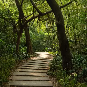 Forested urban park landscape in Yuexiu Park Guangzhou China, License Type: media, Download Time: 2026-08-31T22:16:01.000Z, User: LP_NZhan, Editorial: false, purchase_order: 65050 - Digital Destinations and Articles, job: App Content, client: Lonely Planet App, other: Nadine Zhan
