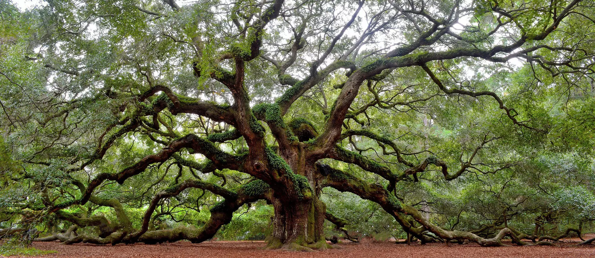 Angel Oak tree on St. Johns Island near Charleston, SC