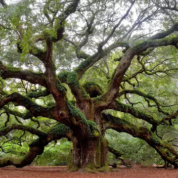 Angel Oak tree on St. Johns Island near Charleston, SC
