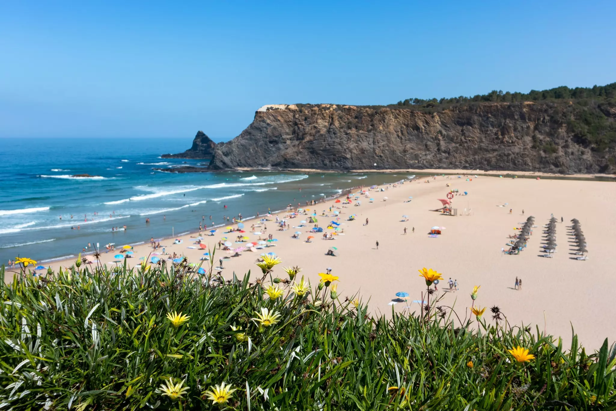 A wide shot of a beach with sun loungers and umbrellas. Yellow flowers are see in the foreground.