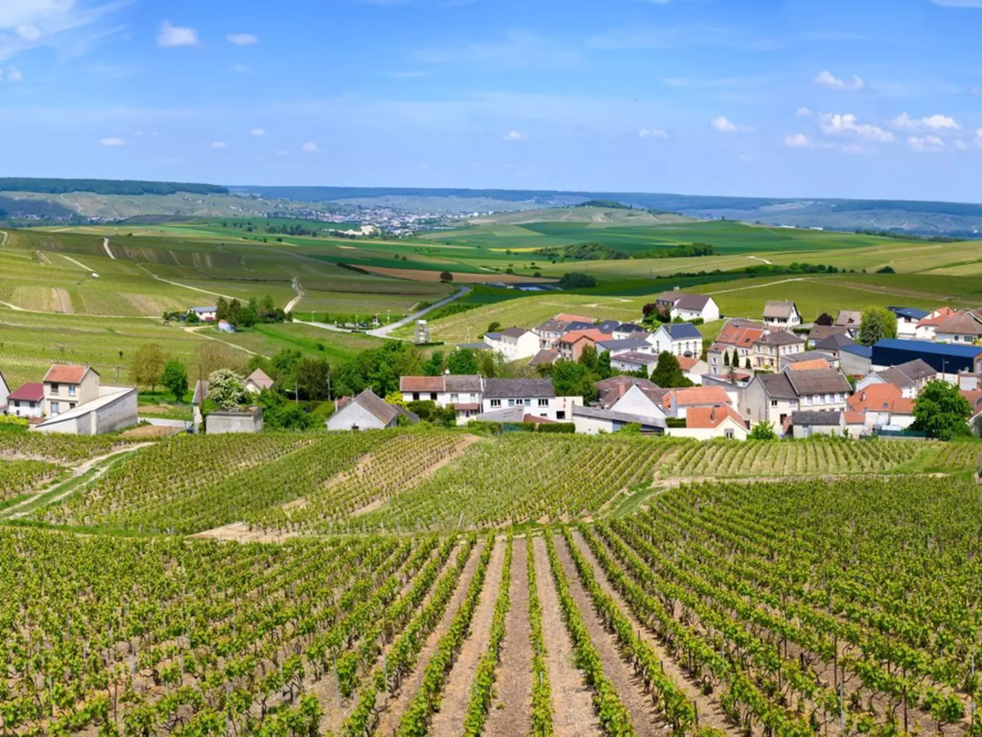 View on green grand cru champagne vineyards near village Cramant, Cote des Blancs area, Champange, France.