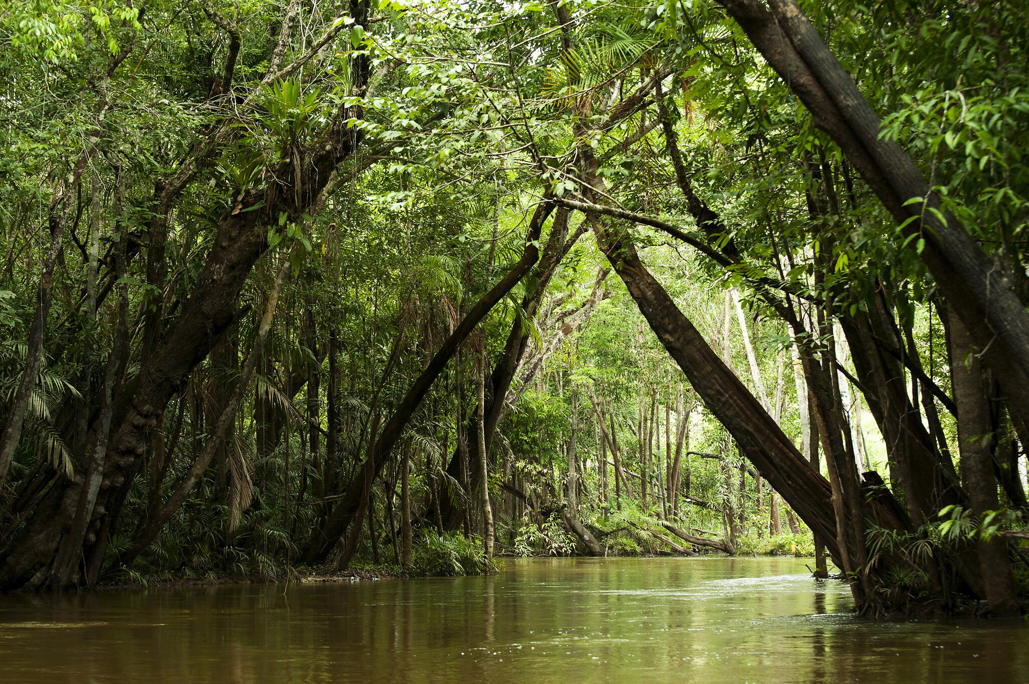 IgarapÃƒÂ© in the Brazilian Amazon
