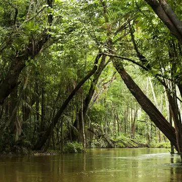 IgarapÃƒÂ© in the Brazilian Amazon