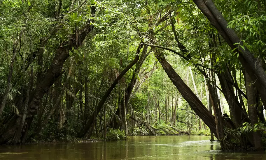 Brown river channel winding through dense rainforest with leaning trees and palms in the Brazilian Amazon
