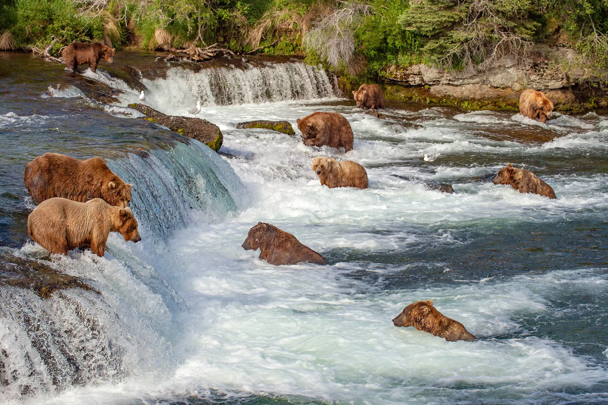 Bears fishing for salmon at Brooks Falls in Katmai National Park.