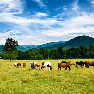 Horses in a field near woodland. A wooden house is tucked among the trees behind them.
