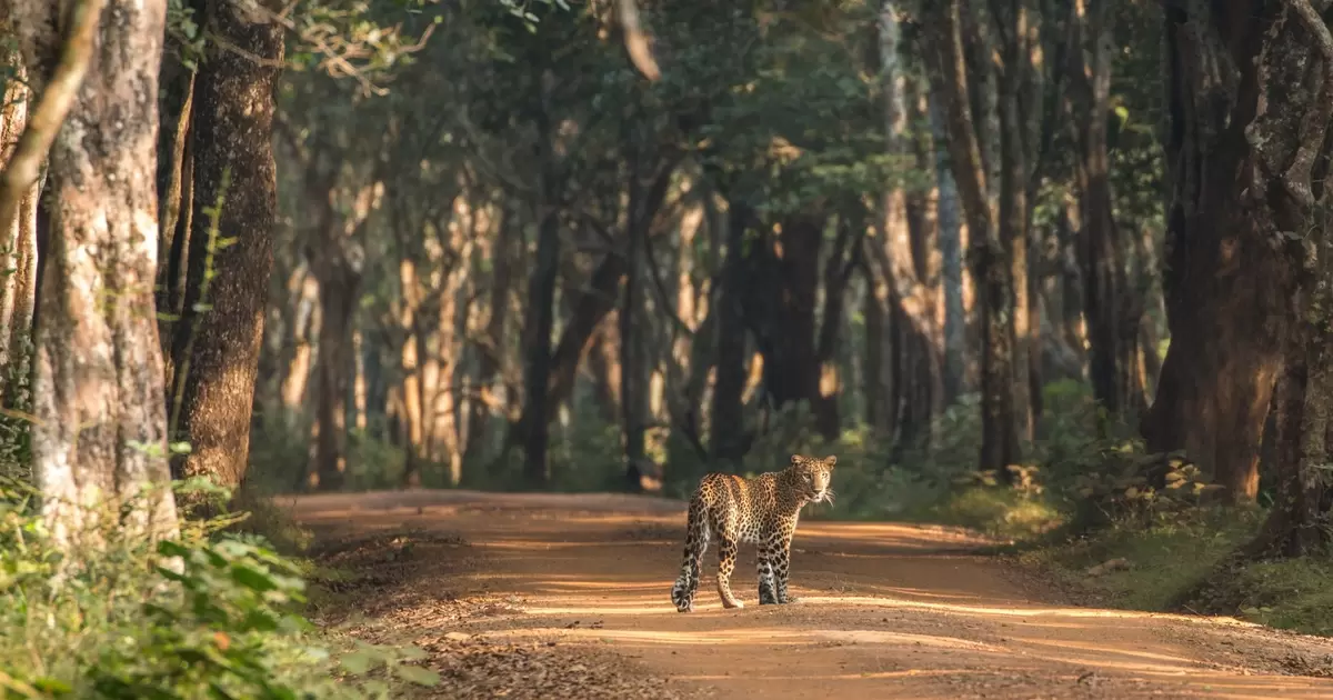 The best wildlife-spotting destinations in Sri Lanka - Lonely Planet