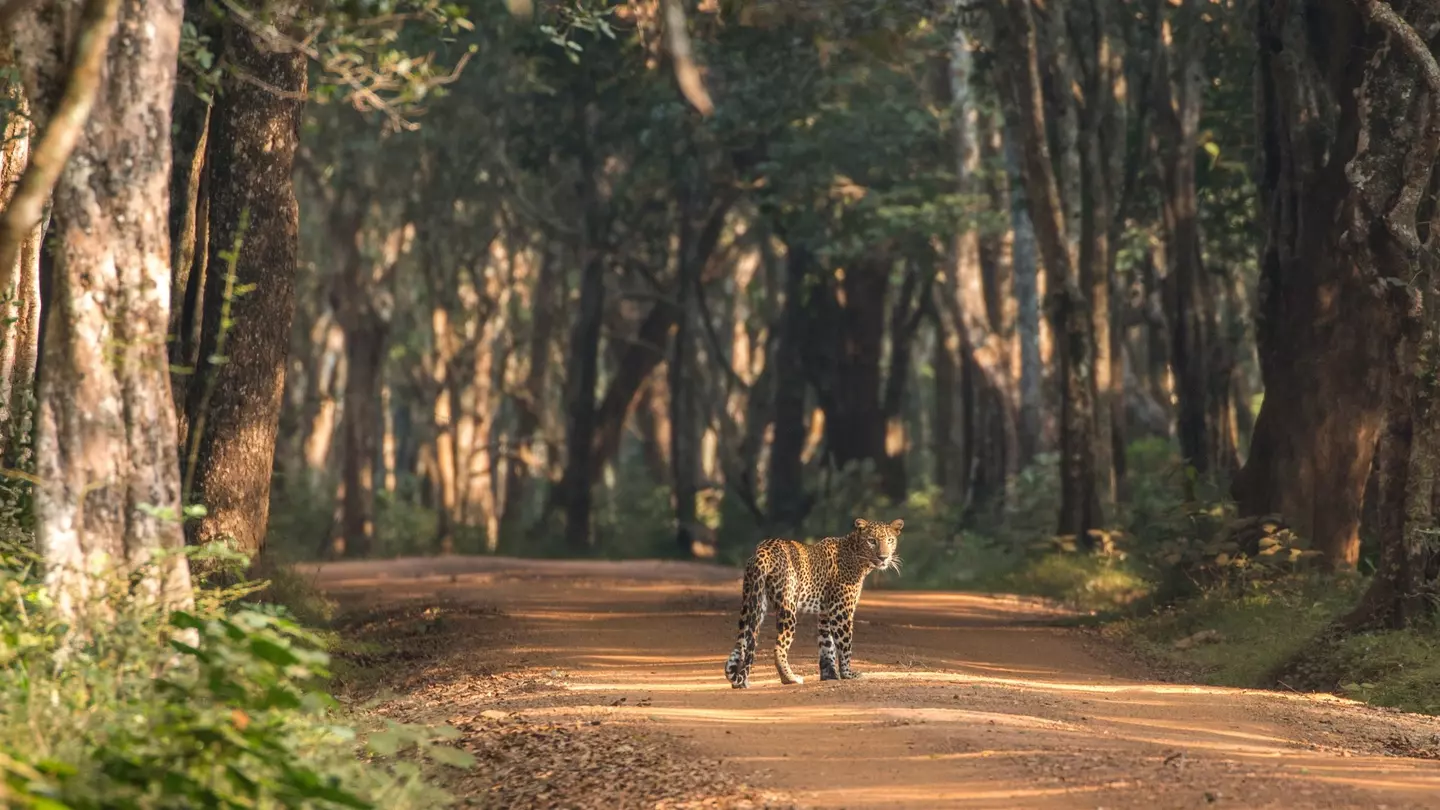 A large spotted cat looks back over its shoulder as it stalks along a dirt track through woodland in a national park.