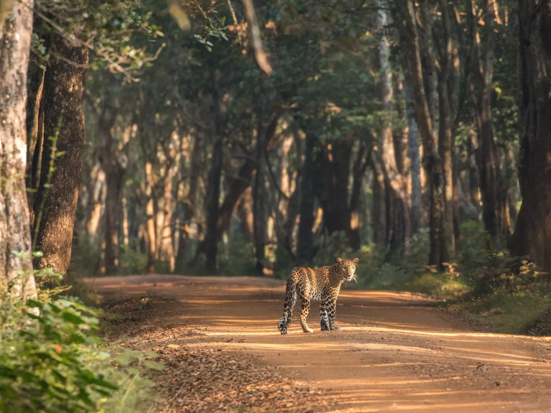 A large spotted cat looks back over its shoulder as it stalks along a dirt track through woodland in a national park.