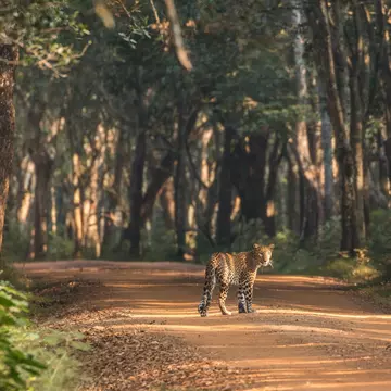 A large spotted cat looks back over its shoulder as it stalks along a dirt track through woodland in a national park.