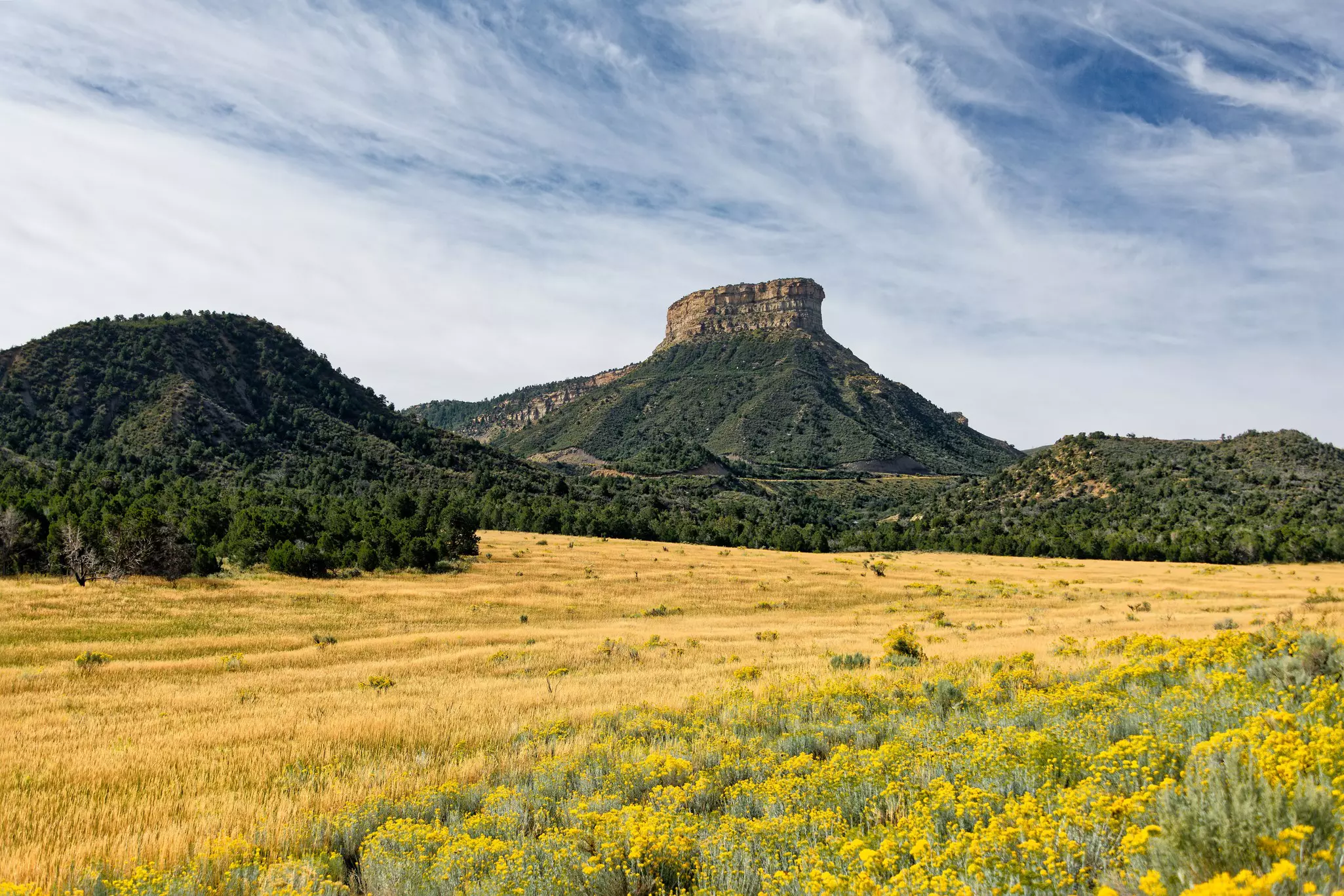 A flat-topped rock stands above a field of yellow wildflowers