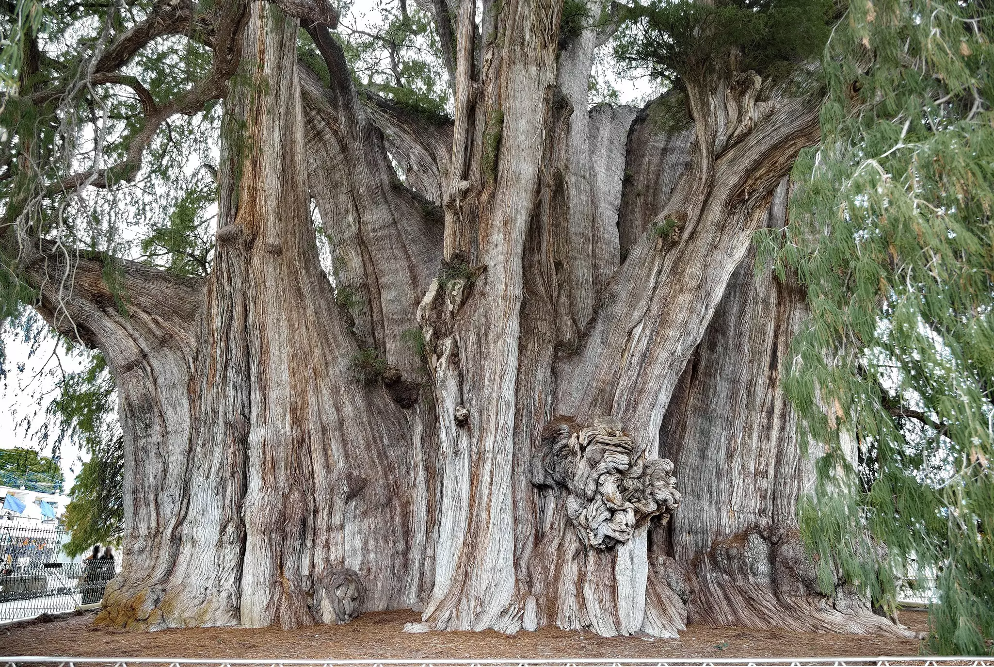 El Árbol del Tule, the tree of Tule in Oaxaca