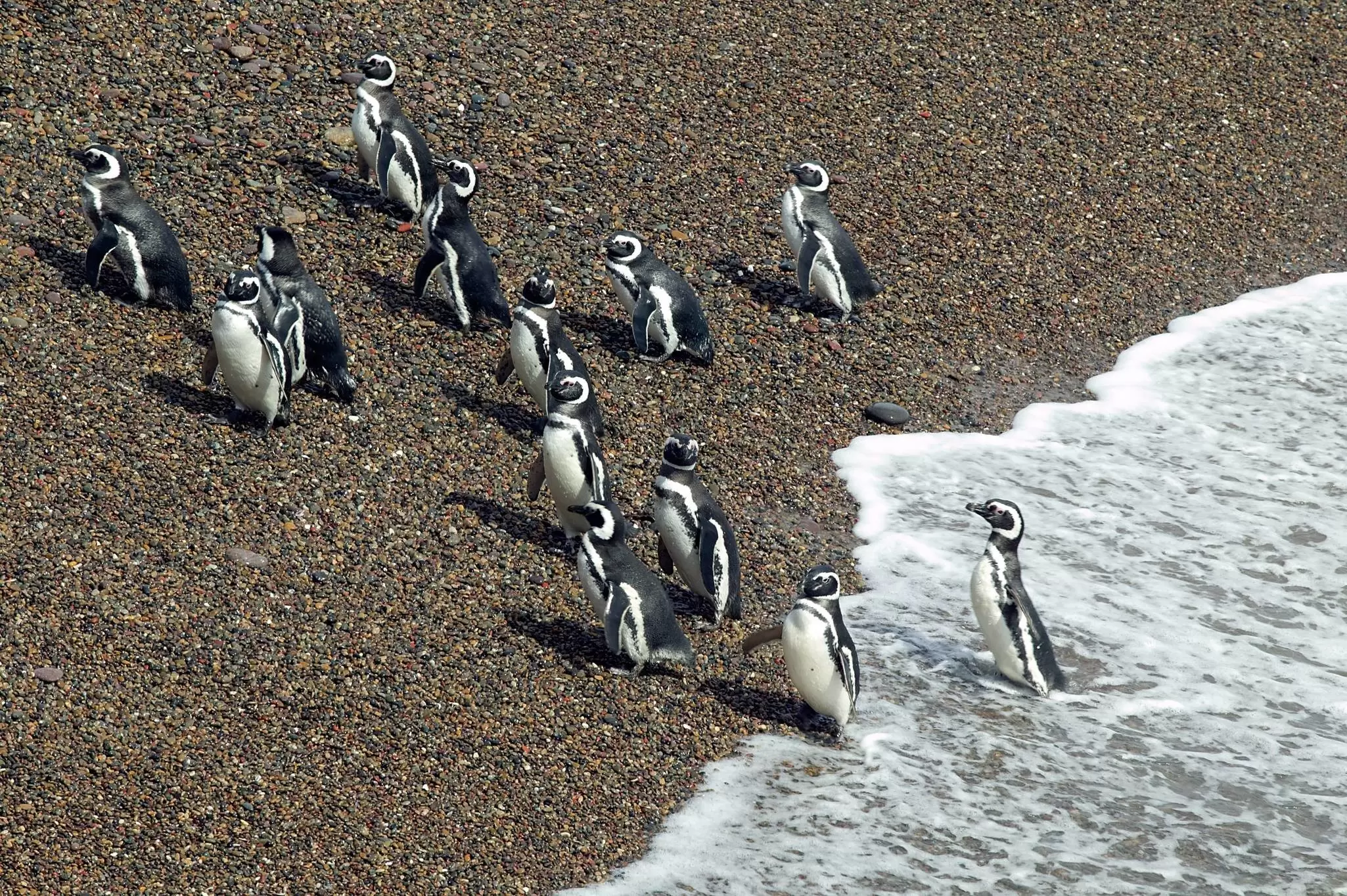 A group of Magellanic Penguins leaving the Atlantic Ocean at Peninsula Valdes, Argentina.